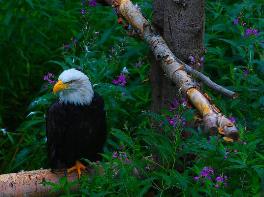 Bald Eagle Shot by Tommy Mackenzie